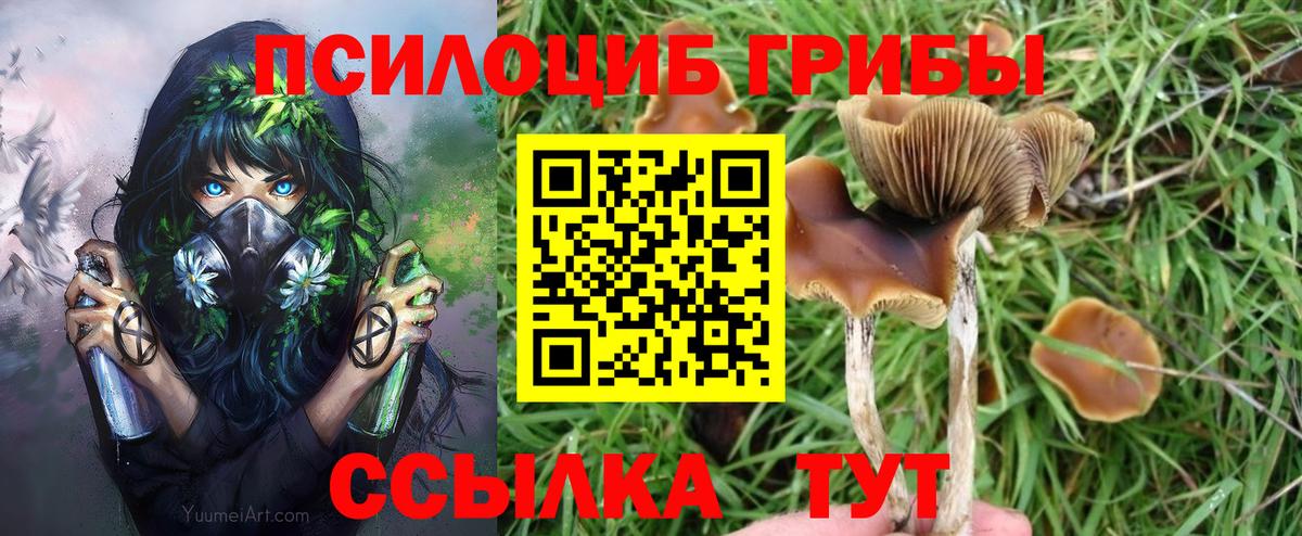 Галлюциногенные грибы Psilocybe Новокубанск